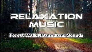 Asmr Forest Walk Sounds that pur you to sleep