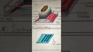 Southern Blotting Molecular Genetics Illustration