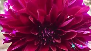 🌺✨