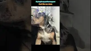 When Your Dog Becomes Your Perfect Double