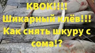Рыбалка на сома. Отличный клёв. Рыбалка на квок. Снимаем шкуру с сома.