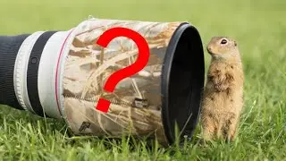 Ist das noch Wildlife-Fotografie?