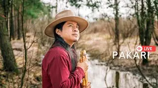 Pakari - Positive moment with live music!💫