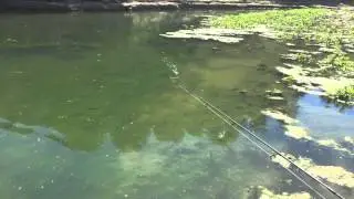 BEST BASS ATTACKS ON POPPER