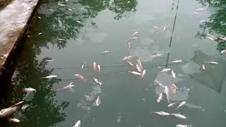 agricultor pierde sus peces