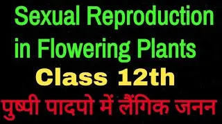 Sexual Reproduction in Flowering Plants Class 12th #Class12Botany #biology12th