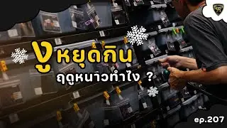 ทำไมงูถึงหยุดกินตอนฤดูหนาว ? 【 EP.207| 4K 】#realityballpython #ballpython