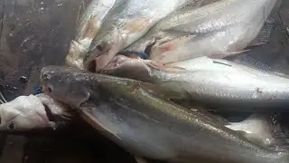 mantau saat malam..panen patin liar,mantau patin