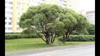 Как просто сделать дерево ИВУ для макета HO.