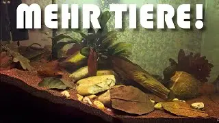 Venezuela im Flur - Mehr Tiere im Biotop! - 4/5 | NordicMoor | [09/2023]