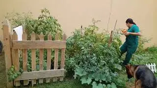 Harvesting Our Organic Tomatoes
