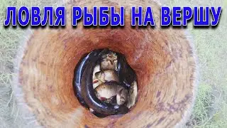 Ловля рыбы на вершу. Приятное с полезным.