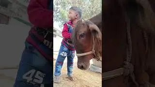छोटी छोटी गइया