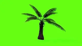 Green Screen Palm Tree Video 7