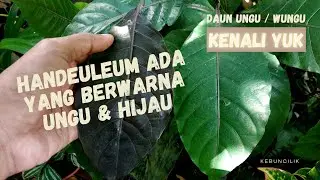 Mengenali Warna Handeuleum Daun Ungu & Hijau 