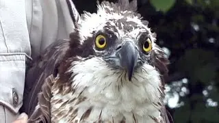 Banding Osprey at Montezuma National Wildlife Refuge, NY