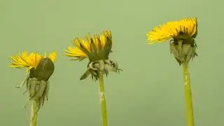 4K UHD | FLOWER OPENING TIMELAPSE VIDEO |#flower #timelapse #nocopyright #timelapsevideo #dandelions