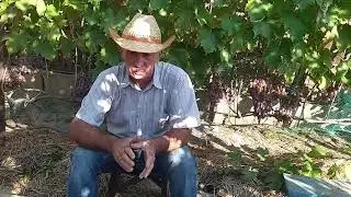 Виноград на беседке растет 