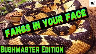 The Ultimate Predator: Bushmaster Snake Feeding