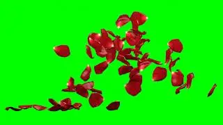 Falling Rose Petals Red No.1 HD Animation - green screen effect & overlay