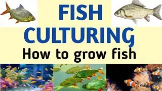 Fish#yellow fish#small fish#Fishery#by ss masti