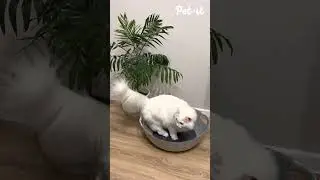 Лежанка-корзинка для кошек 😺 Ссылки в описании!