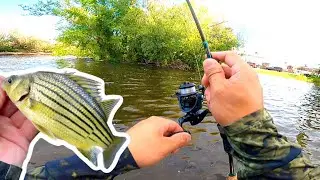 Fishing for Yellow Bass in Shallow River (Non Stop Action)