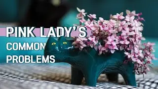 SUCCULENT CARE TIPS | COMMON PROBLEMS OF CALLISIA REPENS 'PINK LADY' | PROBLEMS AND FIXES