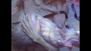 Sculpting Gmur's Hand in Zbrush