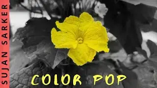How to Color pop Like Google Photos in Snapseed