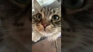 That’s my girl ☺️ #kitty #cutecat #catlover #cutepet #cute #love #cat #kitten #funny