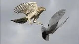 Falcon Peregrine ! Tore the pigeon