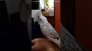 cockatiel