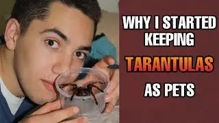 This is why I keep TARANTULAS as pets | MY PARENTS TELL THE TRUTH