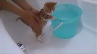 banyo yapan sevimli yavru kedi