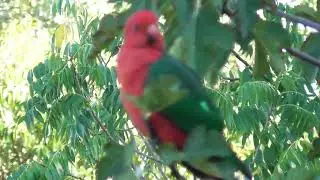 Male King Parrot March 28th 2024