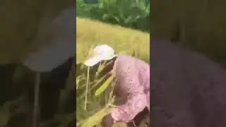 gara2 Corona bapak ini marah2 mau Panin padi gak ada yang mau di ajak kerja