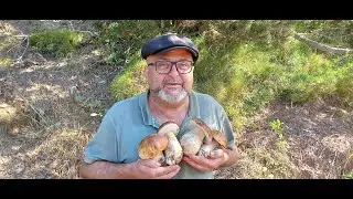 1 Boletus Edulis-Lactarius Queiticolor Septiembre 2024.