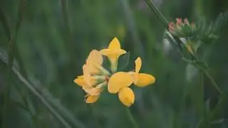 Nikon D3500 kit lens.