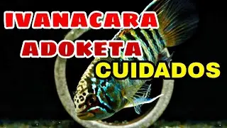 Cuidados del Ivanacara adoketa