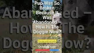 Pup Was So Broken Because It Was Abandoned – How Is The Doggie Now? (OctaDog.com)