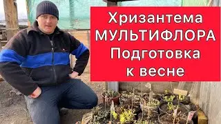 Хризантема МУЛЬТИФЛОРА подготовка к весне