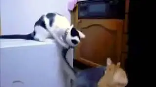 Самое ржачное видео в мире
