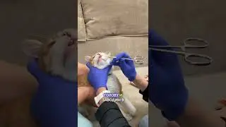 How to properly clean a cat's mouth? 
