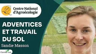 Gestion des adventices en SD, TCS et LABOUR, retour d’essais pluri-annuels, Sandie MASSON