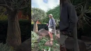 Into the veld: The quiver tree 🌱