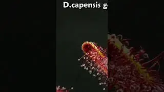Sundew gets a fly -timelapse- #shorts #carnivore