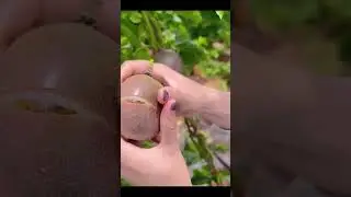 Not Ripe Passion Fruit & Funny Fruit Video❤ fruit video🔥Fruit Unzip Video#fruits
