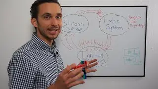 Tinnitus, Stress & The Limbic System