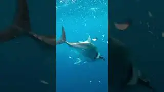 How a whale-fish Hunt a bird  